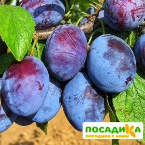 Слива Чачакская ранняя купить по цене от 229.00р. в интернет-магазине «Посадика» с доставкой почтой в в Нерчинске и по всей России – [изображение №1].