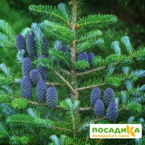 Пихта корейская (Abies koreana) купить по цене от 450.00р. в интернет-магазине «Посадика» с доставкой почтой в в Нерчинске и по всей России – [изображение №1].