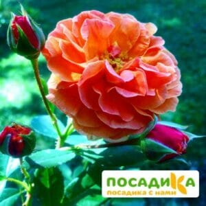 Роза Арабия купить по цене от 350.00р. в интернет-магазине «Посадика» с доставкой почтой в в Нерчинске и по всей России – [изображение №1].