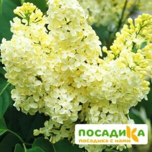 Сирень Примроуз (Primrose) купить по цене от 529.00р. в интернет-магазине «Посадика» с доставкой почтой в в Нерчинске и по всей России – [изображение №1].