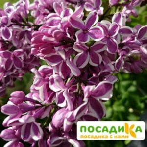 Сирень Сенсация купить по цене от 529.00р. в интернет-магазине «Посадика» с доставкой почтой в в Нерчинске и по всей России – [изображение №1].