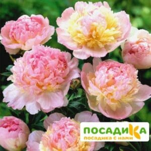 Пион Распберри Сандей (Paeonia Raspberry Sundae) купить по цене от 959р. в интернет-магазине «Посадика» с доставкой почтой в в Нерчинске и по всей России – [изображение №1].