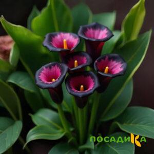 Калла Аура Лейс купить по цене от 400р. в интернет-магазине «Посадика» с доставкой почтой в в Нерчинске и по всей России – [изображение №1].