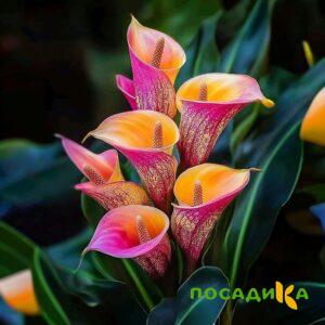 Калла Оникс купить по цене от 450р. в интернет-магазине «Посадика» с доставкой почтой в в Нерчинске и по всей России – [изображение №1].