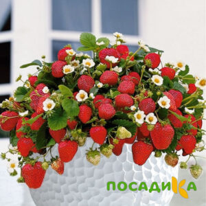 Клубника Рубиновый Шепот (горшечная) купить по цене от 240р. в интернет-магазине «Посадика» с доставкой почтой в в Нерчинске и по всей России – [изображение №1].