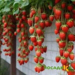Клубника вьющаяся Комплимент купить по цене от 470р. в интернет-магазине «Посадика» с доставкой почтой в в Нерчинске и по всей России – [изображение №1].