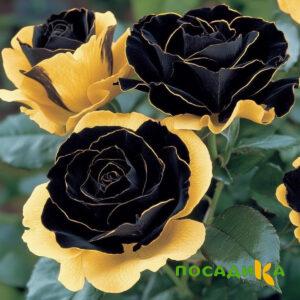 Роза Ханни Сикл купить по цене от 700р. в интернет-магазине «Посадика» с доставкой почтой в в Нерчинске и по всей России – [изображение №1].