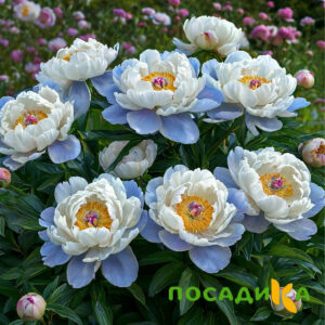Пион акварельный Этюд купить по цене от 806р. в интернет-магазине «Посадика» с доставкой почтой в в Нерчинске и по всей России – [изображение №1].