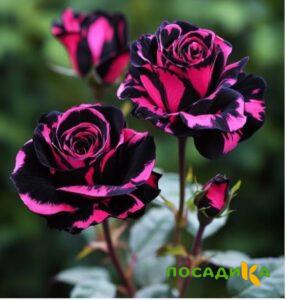 Роза Багровый Шепот купить по цене от 366р. в интернет-магазине «Посадика» с доставкой почтой в в Нерчинске и по всей России – [изображение №1].