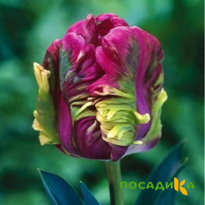 Тюльпан Экзотик Хэвен купить по цене от 186р. в интернет-магазине «Посадика» с доставкой почтой в в Нерчинске и по всей России – [изображение №1].