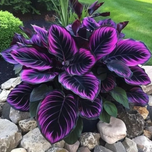 Хоста Люминоза купить по цене от 450р. в интернет-магазине «Посадика» с доставкой почтой в в Нерчинске и по всей России – [изображение №1].