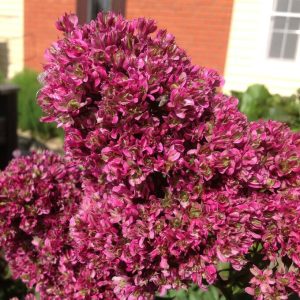 Флокс Филингс купить по цене от 329р. в интернет-магазине «Посадика» с доставкой почтой в в Нерчинске и по всей России – [изображение №1].