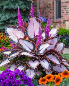 Хоста Кримэн Дрим купить по цене от 549р. в интернет-магазине «Посадика» с доставкой почтой в в Нерчинске и по всей России – [изображение №1].