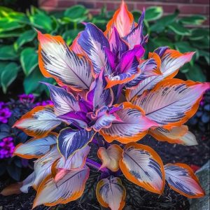 Хоста Эмеральд Тиара купить по цене от 602р. в интернет-магазине «Посадика» с доставкой почтой в в Нерчинске и по всей России – [изображение №1].