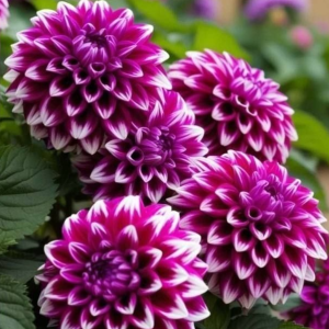 Георгин Кристал Корт купить по цене от 602р. в интернет-магазине «Посадика» с доставкой почтой в в Нерчинске и по всей России – [изображение №1].