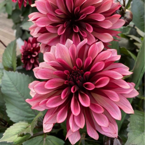 Георгин Перли Сансет купить по цене от 309р. в интернет-магазине «Посадика» с доставкой почтой в в Нерчинске и по всей России – [изображение №1].