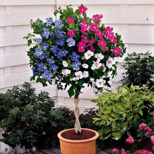 Гибискус-Дерево Триколор купить по цене от 289р. в интернет-магазине «Посадика» с доставкой почтой в в Нерчинске и по всей России – [изображение №1].