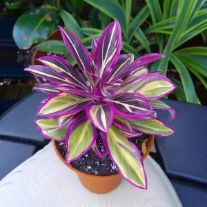 Хоста Сильвер Стик купить по цене от 650р. в интернет-магазине «Посадика» с доставкой почтой в в Нерчинске и по всей России – [изображение №1].