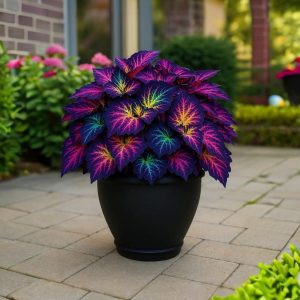 Хоста Фрости Блю купить по цене от 389р. в интернет-магазине «Посадика» с доставкой почтой в в Нерчинске и по всей России – [изображение №1].