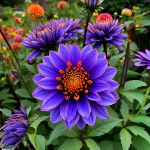 Георгин Лазурит купить по цене от 799р. в интернет-магазине «Посадика» с доставкой почтой в в Нерчинске и по всей России – [изображение №1].