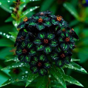 Флокс Ривьера купить по цене от 299р. в интернет-магазине «Посадика» с доставкой почтой в в Нерчинске и по всей России – [изображение №1].