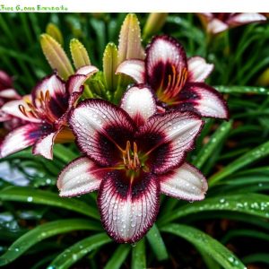 Лилейник Крим Сикл купить по цене от 799р. в интернет-магазине «Посадика» с доставкой почтой в в Нерчинске и по всей России – [изображение №1].