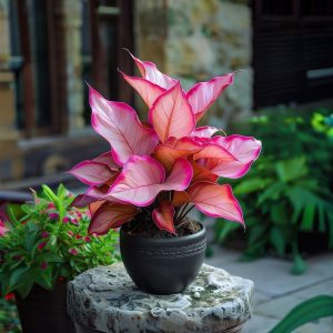 Хоста Розовая Симфония купить по цене от 800р. в интернет-магазине «Посадика» с доставкой почтой в в Нерчинске и по всей России – [изображение №1].