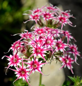 Флокс Метельчатый Путь купить по цене от 456р. в интернет-магазине «Посадика» с доставкой почтой в в Нерчинске и по всей России – [изображение №1].