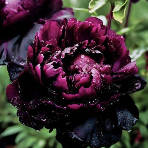 Пион Темный Сад купить по цене от 421р. в интернет-магазине «Посадика» с доставкой почтой в в Нерчинске и по всей России – [изображение №1].