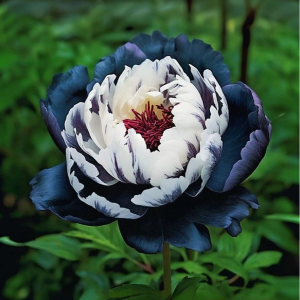 Пион Древовидный Инь-Янь купить по цене от 419р. в интернет-магазине «Посадика» с доставкой почтой в в Нерчинске и по всей России – [изображение №1].