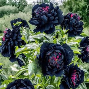 Пион древовидный Сердце Афродиты купить по цене от 600р. в интернет-магазине «Посадика» с доставкой почтой в в Нерчинске и по всей России – [изображение №1].