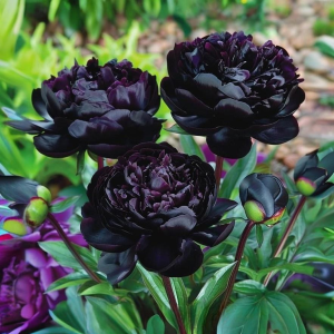 Пион Королевский Бархат купить по цене от 419р. в интернет-магазине «Посадика» с доставкой почтой в в Нерчинске и по всей России – [изображение №1].