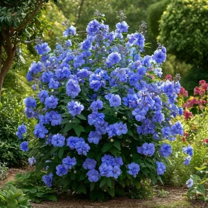 Гибискус Сансет Блоссом купить по цене от 248р. в интернет-магазине «Посадика» с доставкой почтой в в Нерчинске и по всей России – [изображение №1].