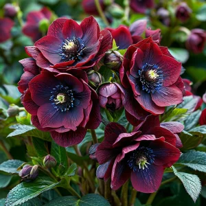 Морозник Винтер Сплеш купить по цене от 360р. в интернет-магазине «Посадика» с доставкой почтой в в Нерчинске и по всей России – [изображение №1].