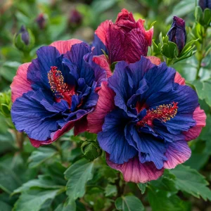 Гибискус Роуз Шайн купить по цене от 360р. в интернет-магазине «Посадика» с доставкой почтой в в Нерчинске и по всей России – [изображение №1].