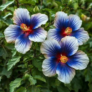 Гибискус Илюжн Вилью купить по цене от 259р. в интернет-магазине «Посадика» с доставкой почтой в в Нерчинске и по всей России – [изображение №1].