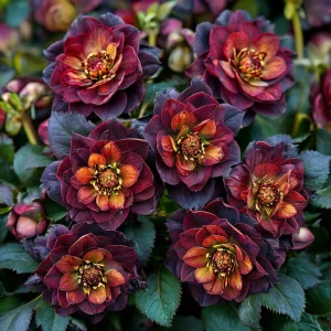 Морозник Сноу Дроп купить по цене от 348р. в интернет-магазине «Посадика» с доставкой почтой в в Нерчинске и по всей России – [изображение №1].