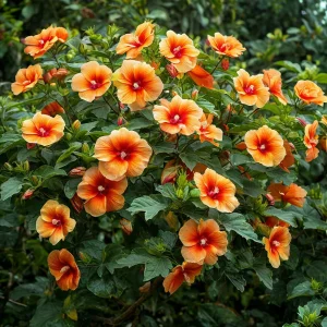 Гибискус Кристал Рэй купить по цене от 458р. в интернет-магазине «Посадика» с доставкой почтой в в Нерчинске и по всей России – [изображение №1].