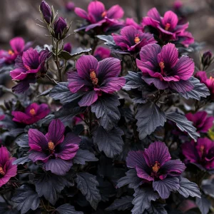 Гибискус Корал Чарм купить по цене от 271р. в интернет-магазине «Посадика» с доставкой почтой в в Нерчинске и по всей России – [изображение №1].