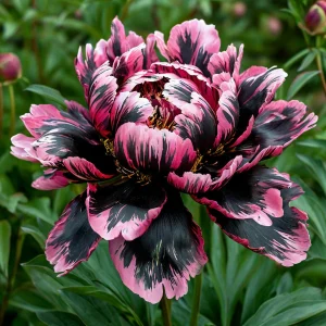 Пион Дроп Руби купить по цене от 469р. в интернет-магазине «Посадика» с доставкой почтой в в Нерчинске и по всей России – [изображение №1].