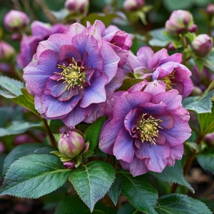 Морозник Айс Принцесс Чарм купить по цене от 650р. в интернет-магазине «Посадика» с доставкой почтой в в Нерчинске и по всей России – [изображение №1].