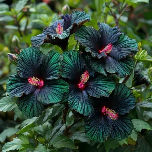 Гибискус Пикок Плюм купить по цене от 490р. в интернет-магазине «Посадика» с доставкой почтой в в Нерчинске и по всей России – [изображение №1].