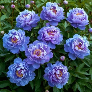 Пион Голубой лотос купить по цене от 590р. в интернет-магазине «Посадика» с доставкой почтой в в Нерчинске и по всей России – [изображение №1].