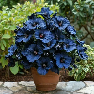 Гибискус Селестиал Флейм купить по цене от 326р. в интернет-магазине «Посадика» с доставкой почтой в в Нерчинске и по всей России – [изображение №1].