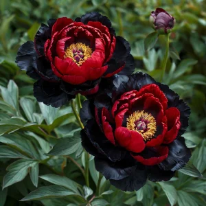Пион Эбеновый Рубин купить по цене от 419р. в интернет-магазине «Посадика» с доставкой почтой в в Нерчинске и по всей России – [изображение №1].