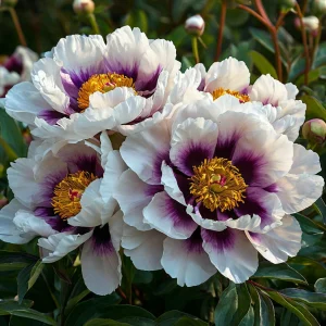 Пион Эко Саммер купить по цене от 548р. в интернет-магазине «Посадика» с доставкой почтой в в Нерчинске и по всей России – [изображение №1].