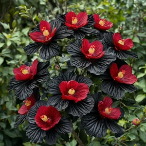 Гибискус Ройял Афеа купить по цене от 460р. в интернет-магазине «Посадика» с доставкой почтой в в Нерчинске и по всей России – [изображение №1].