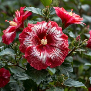 Гибискус Пурпл Мистик купить по цене от 360р. в интернет-магазине «Посадика» с доставкой почтой в в Нерчинске и по всей России – [изображение №1].