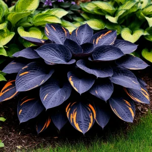 Хоста Умбра купить по цене от 349р. в интернет-магазине «Посадика» с доставкой почтой в в Нерчинске и по всей России – [изображение №1].