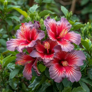 Гибискус Кримсон Флейм купить по цене от 479р. в интернет-магазине «Посадика» с доставкой почтой в в Нерчинске и по всей России – [изображение №1].